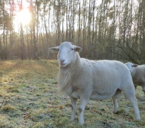 Nolana-Landschaf Zuchtbock