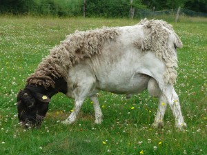 Dorper-Bock