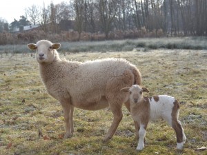 Buntes Lamm im Winter