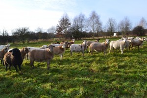 ein bunter Haufen