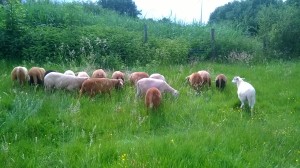 Frisches Gras lässt keinen Trennungsschmerz aufkommen