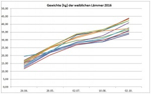 weibliche-laemmer-2016